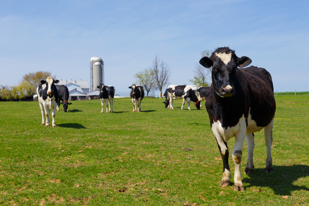 cows on a dairy farm 