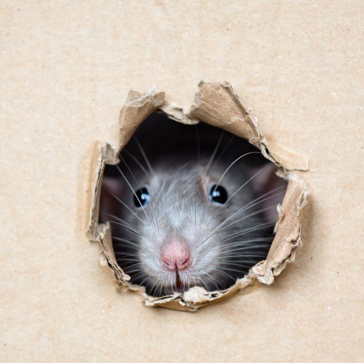 How to Keep Mice Out of Your Storage Unit - Shield Storage