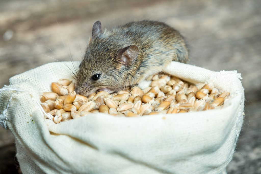 How to Get Rid of Mice in a Storage Unit