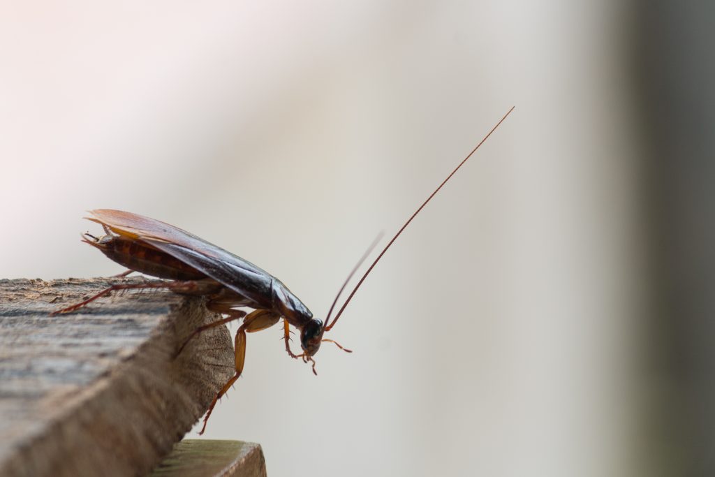 How To Avoid Bringing Roaches When Moving